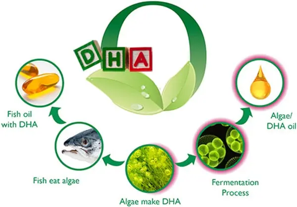 vai-tro-cua-DHA-Probiotics-Prebiotics-Lactorferrin