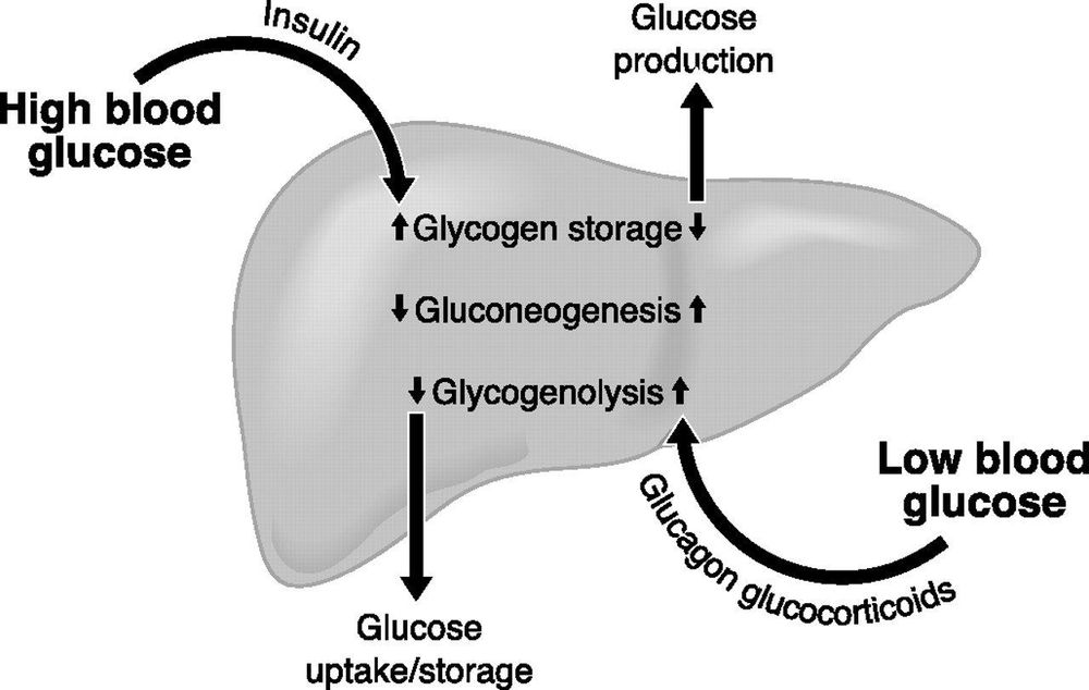 dấu hiệu kháng Insulin